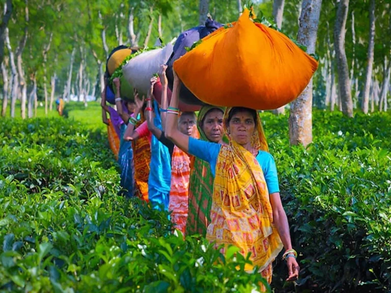 Sreemangal Adventure Tour