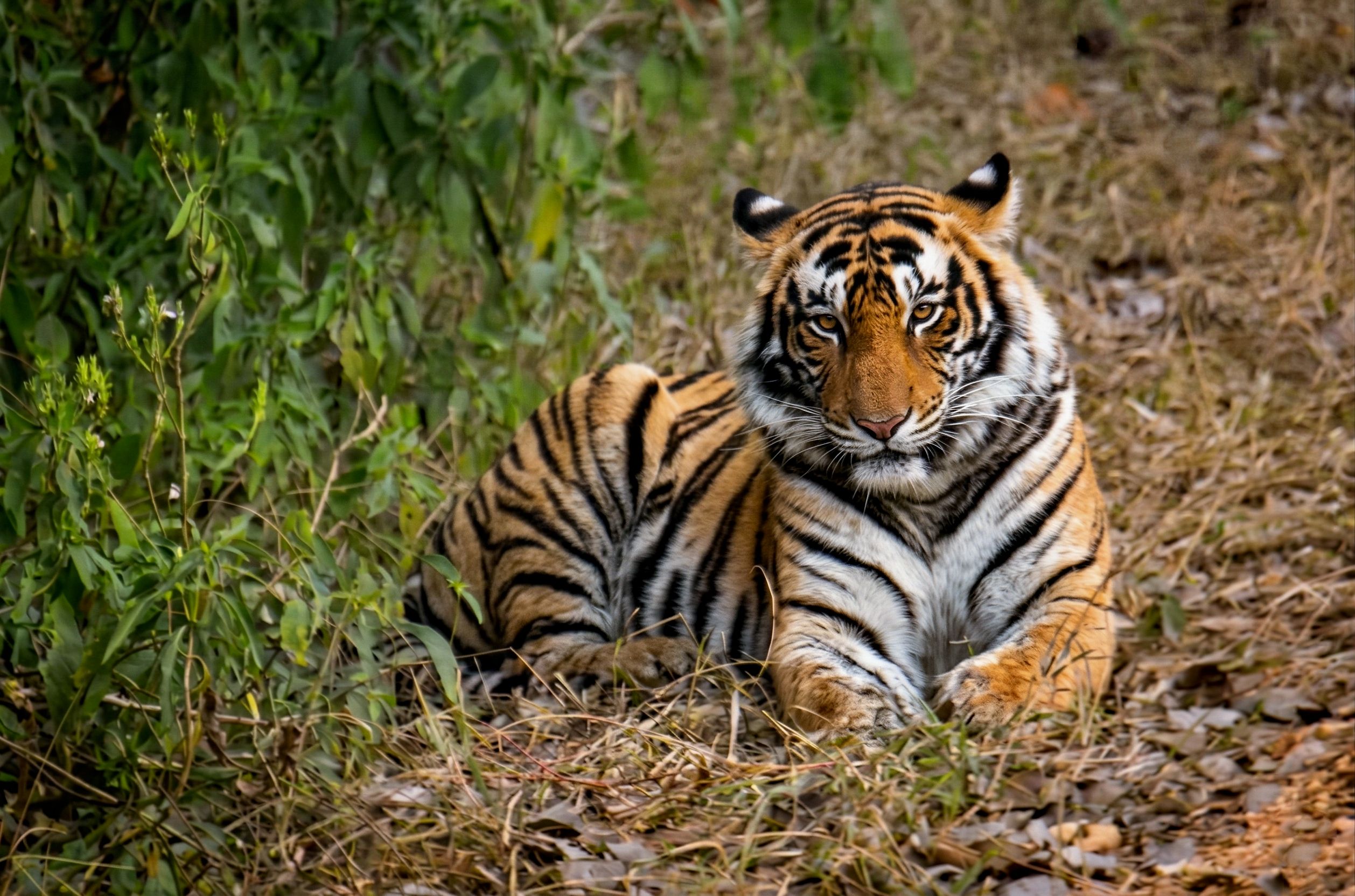 Sundarbans Tiger Tour